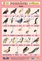 Poznávej 3 - zvířata (exotická, ptáci) nakladatelství Kupka