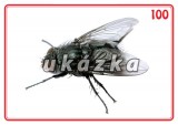 Sada 24 karet - zvířata (hmyz) nakladatelství Kupka