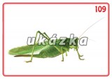 Sada 24 karet - zvířata (hmyz) nakladatelství Kupka