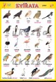 Zvířata - ptáci | XL (100x70 cm), XXL (140x100 cm), A3 (42x30 cm), bez lišt, A4 (30x21 cm), bez lišt