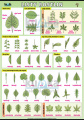 Listy rostlin | XL (100x70 cm), XXL (140x100 cm), A3 (42x30 cm), bez lišt, A4 (30x21 cm), bez lišt