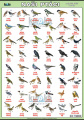Naši ptáci | XL (100x70 cm), XXL (140x100 cm), A3 (42x30 cm), bez lišt, A4 (30x21 cm), bez lišt