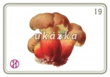 Sada 24 karet - houby nakladatelství Kupka