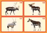 Sada 24 karet - zvířata exotická 2 nakladatelství Kupka