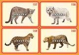 Sada 24 karet - zvířata exotická 2 nakladatelství Kupka