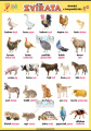 Zvířata - domácí a hospodářská | XL (100x70 cm), XXL (140x100 cm), A3 (42x30 cm), bez lišt, A4 (30x21 cm), bez lišt