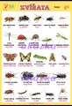 Zvířata - hmyz | XL (100x70 cm), XXL (140x100 cm), A3 (42x30 cm), bez lišt, A4 (30x21 cm), bez lišt